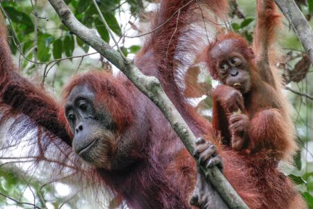 Why Orangutans Are Facing a Race Against Extinction