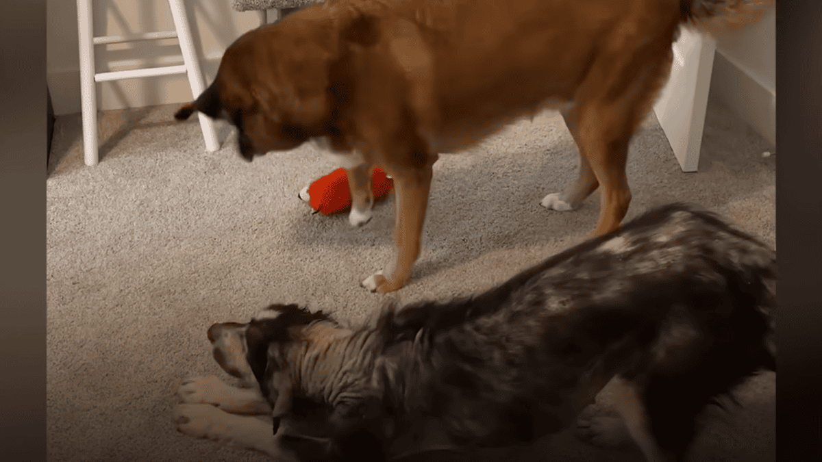 Rescued dog playing with furry sibling.