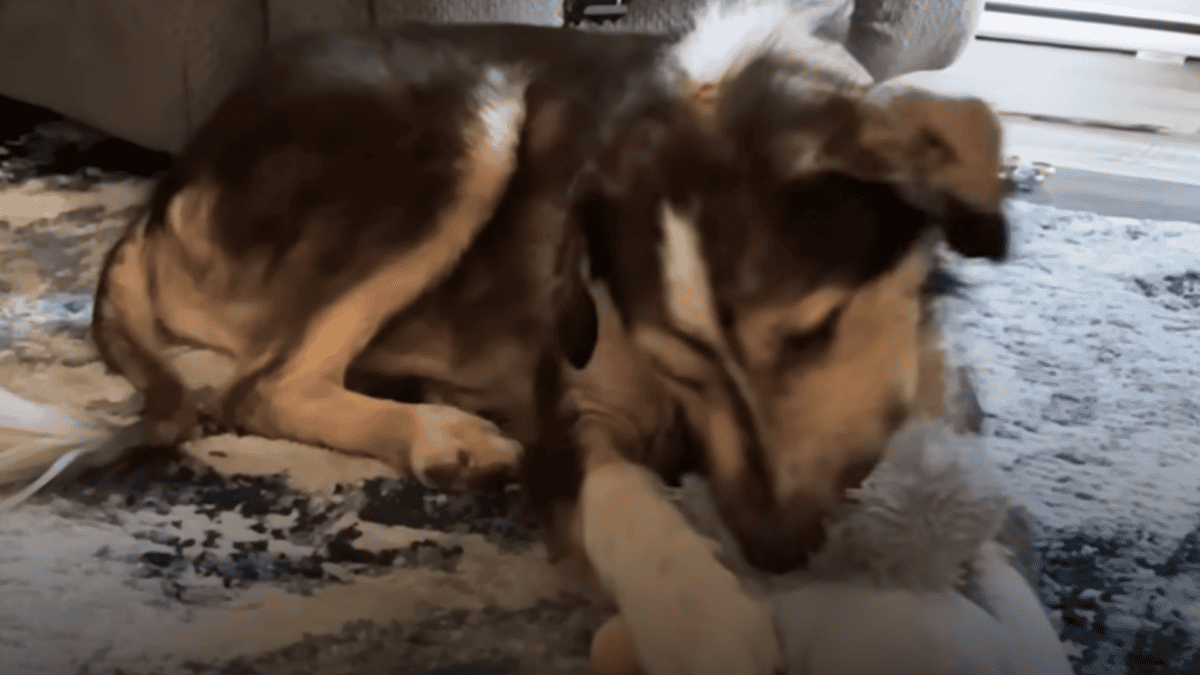 Rescued dog playing with his stuffed toy.