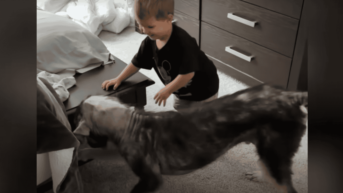 Rescued dog playing with his new sibling.