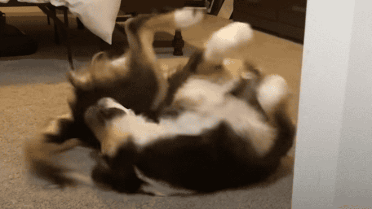 Rescued dog rolling on his back.