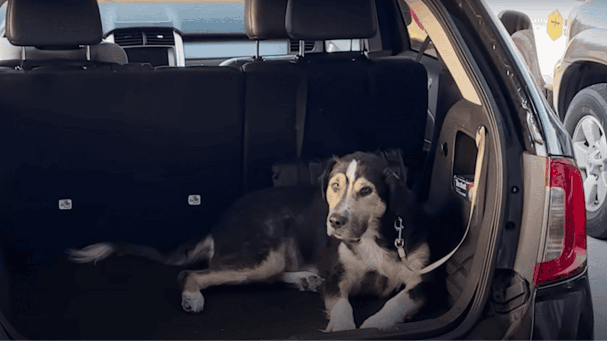 Rescued dog still loves the car.