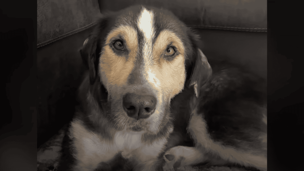 Rescued dog gets happy ending.