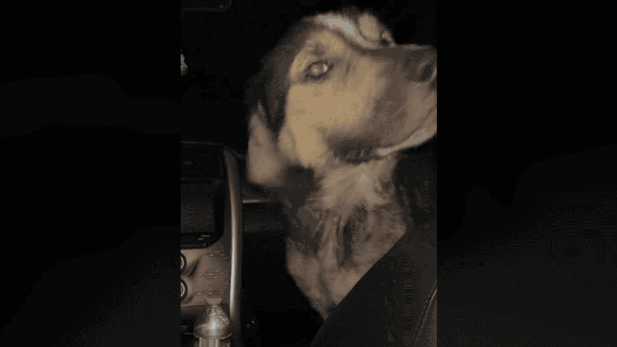 Stray dog refuses to leave woman's car.
