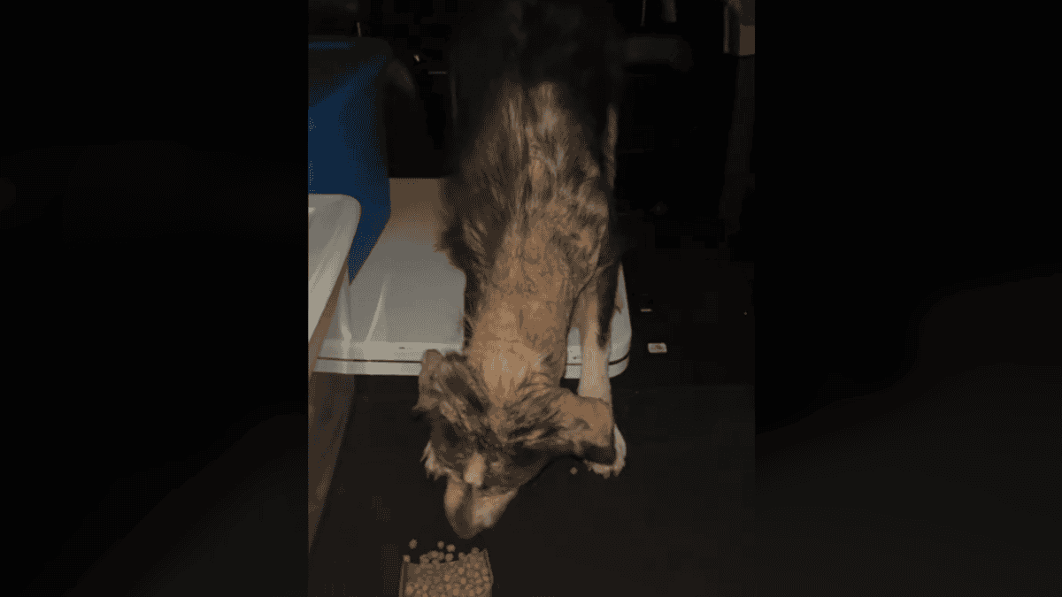 Woman gives stray dog food after jumping in her car.