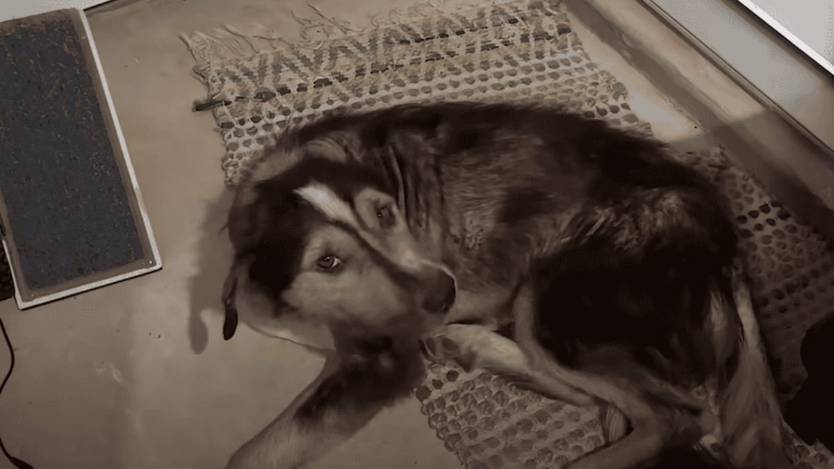 Stray dog spends night in woman's garage.