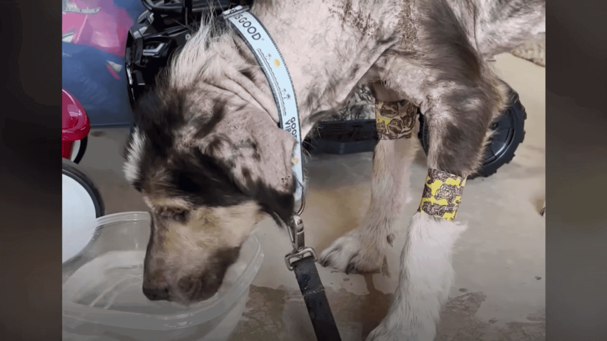 Stray dog is taken to vet.