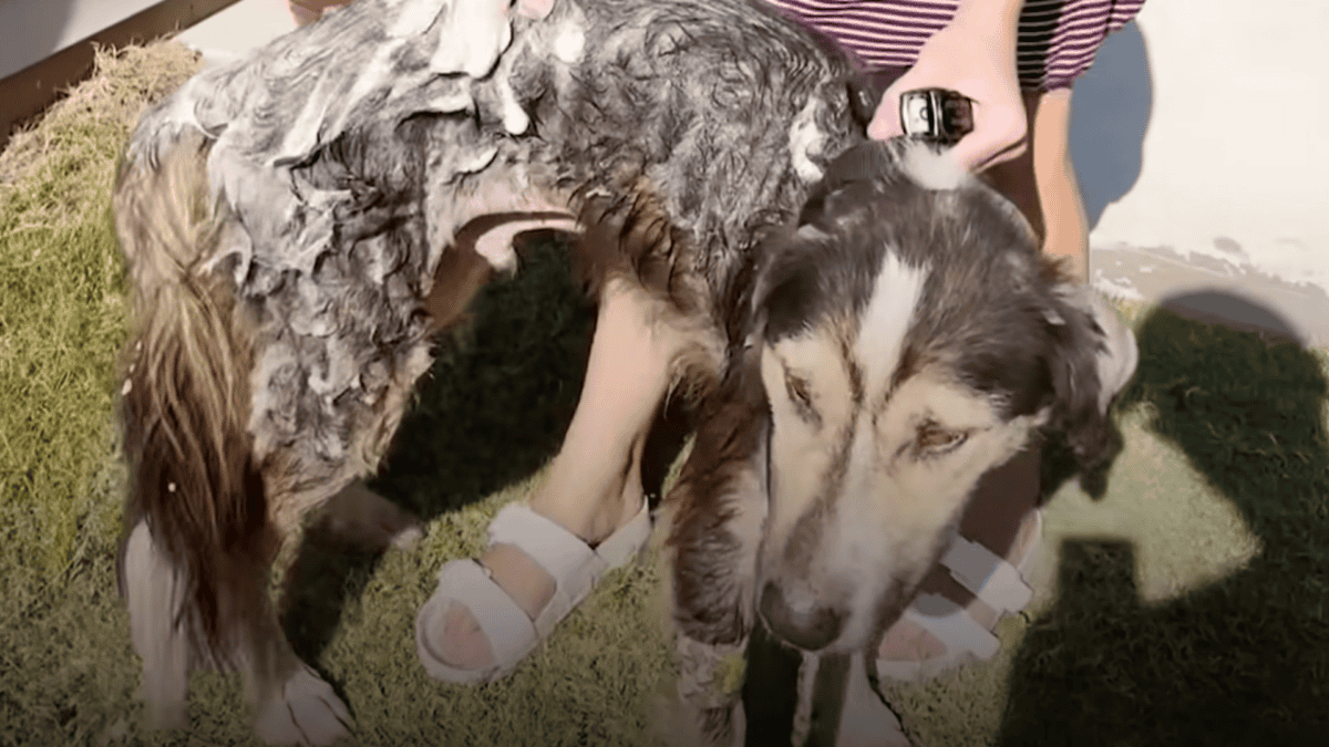 Rescued dog gets medicated bath.