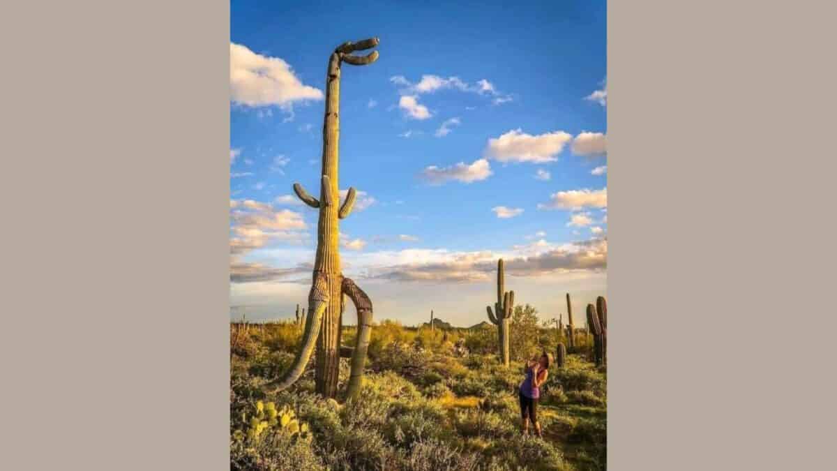 t-rex cactus 