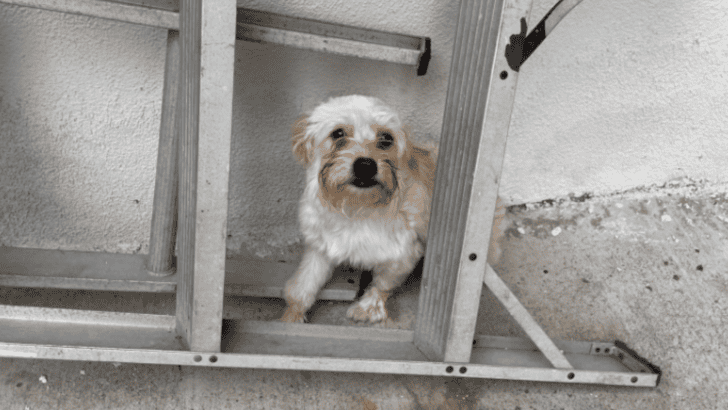A Terrified Puppy&rsquo;s Wait for Her Family Ends in a Tearful Rescue