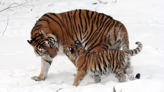 Tiger Population Continues to Decline
