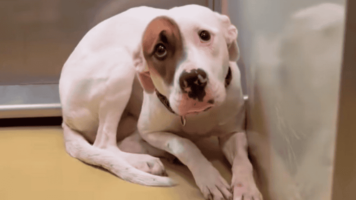 Trembling Dog Almost Put Down Because of Her Fear Gets Second Chance