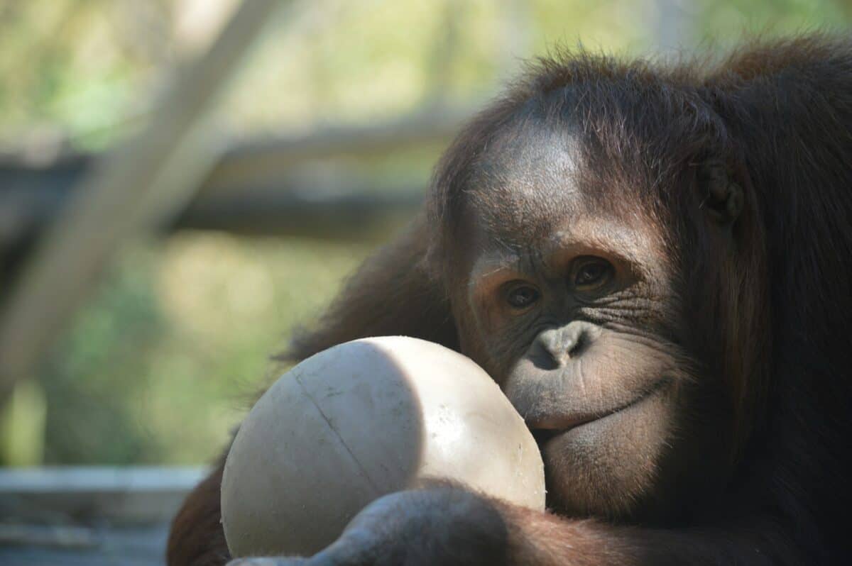 baby orangutan