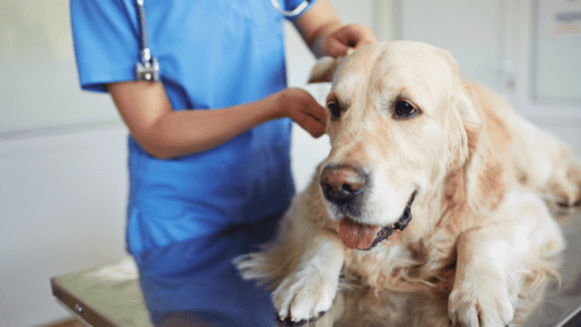 Must-Know Facts about Vaccinating Your Big Dog