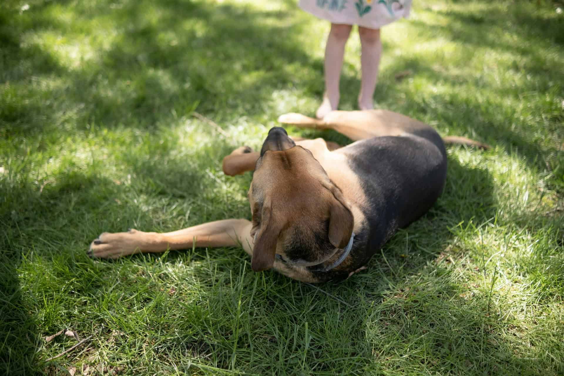Dog rolling