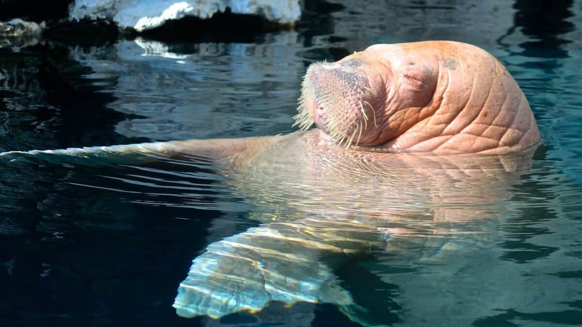 Extraordinary Ways How Some Animals Sleep