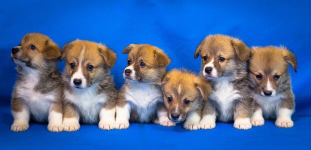 12 Small Dog Breeds That Will Keep a Permanent Smile on Your Face