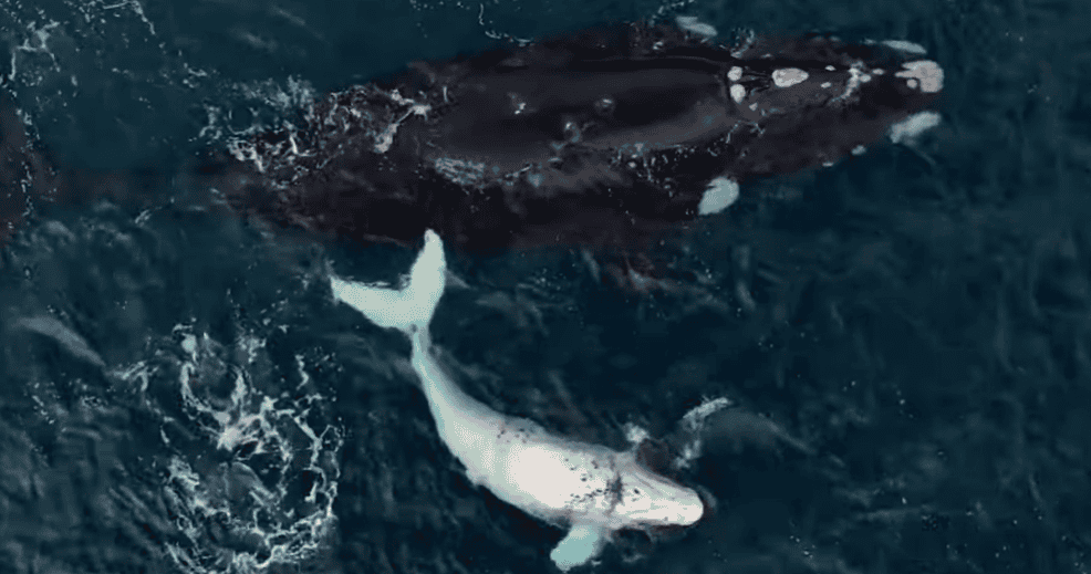 White albino whale calf