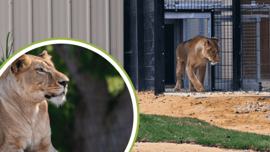 Rescued From Ukraine, Lioness Suffering Shell Shock Steps Outdoors for The First Time in Kent