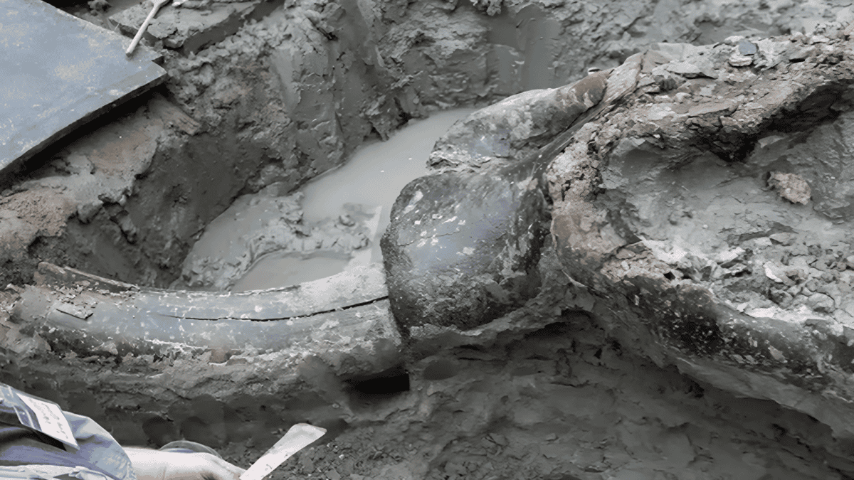 Mastodon tusk attached to skull