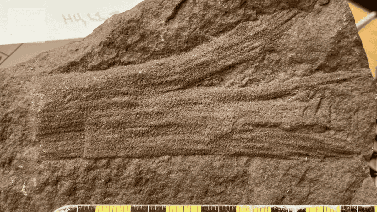 Oldest forest fossil