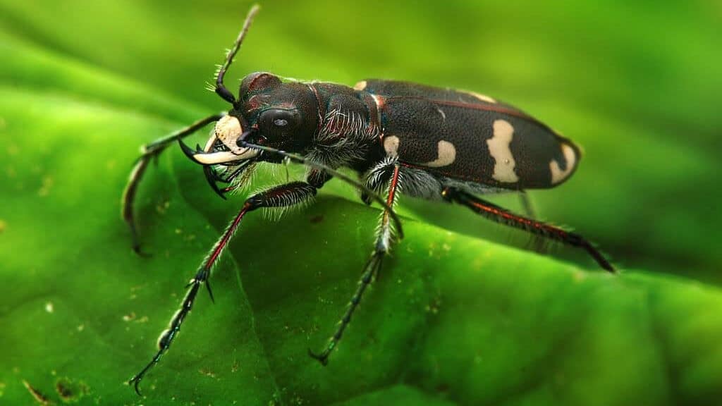 Tiger beetle on leaf