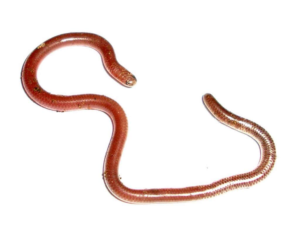Slender Blind Snake