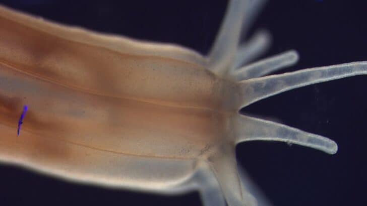 The Immortal Starlet Sea Anemone Might Hold The Anti-Aging Secret Humans Have Been Looking For