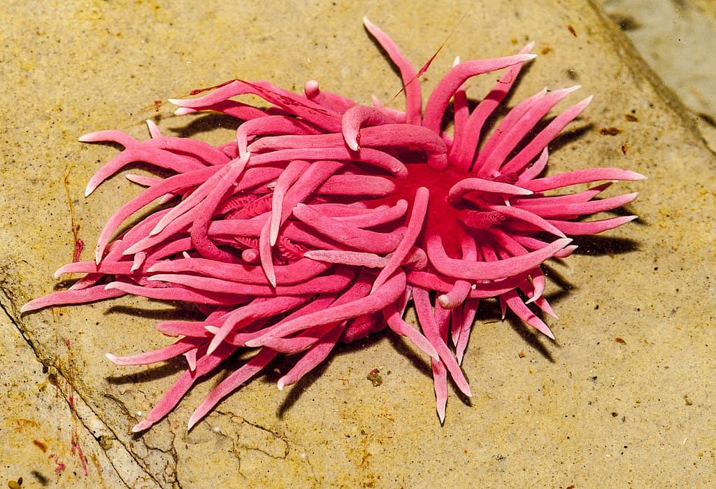 Nudibranch