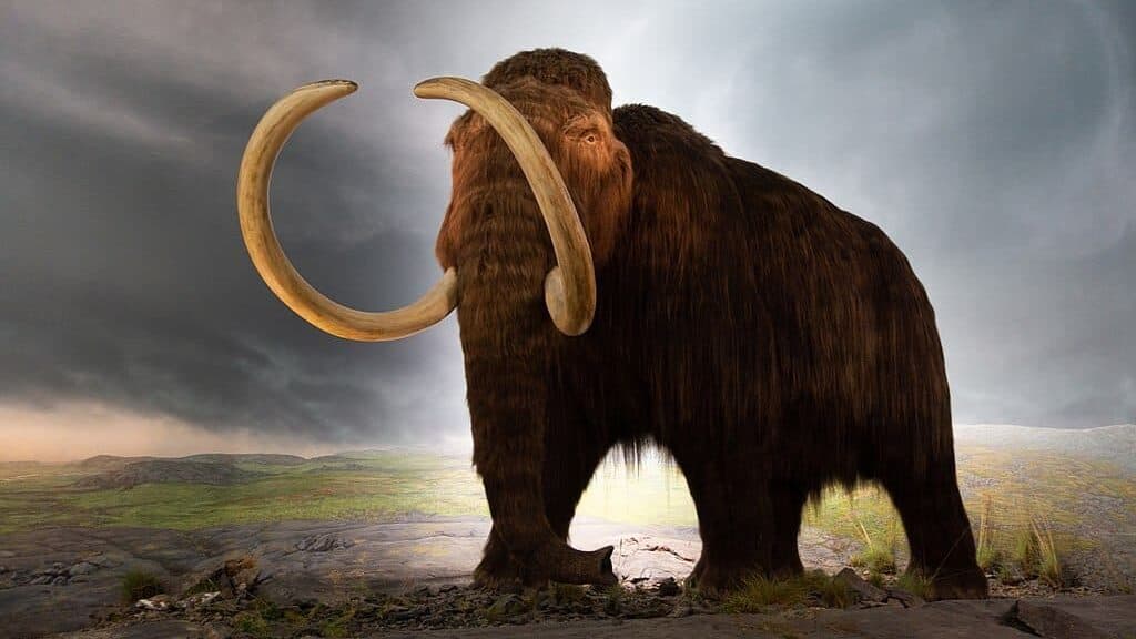 Woolly mammoth model Royal BC Museum in Victoria