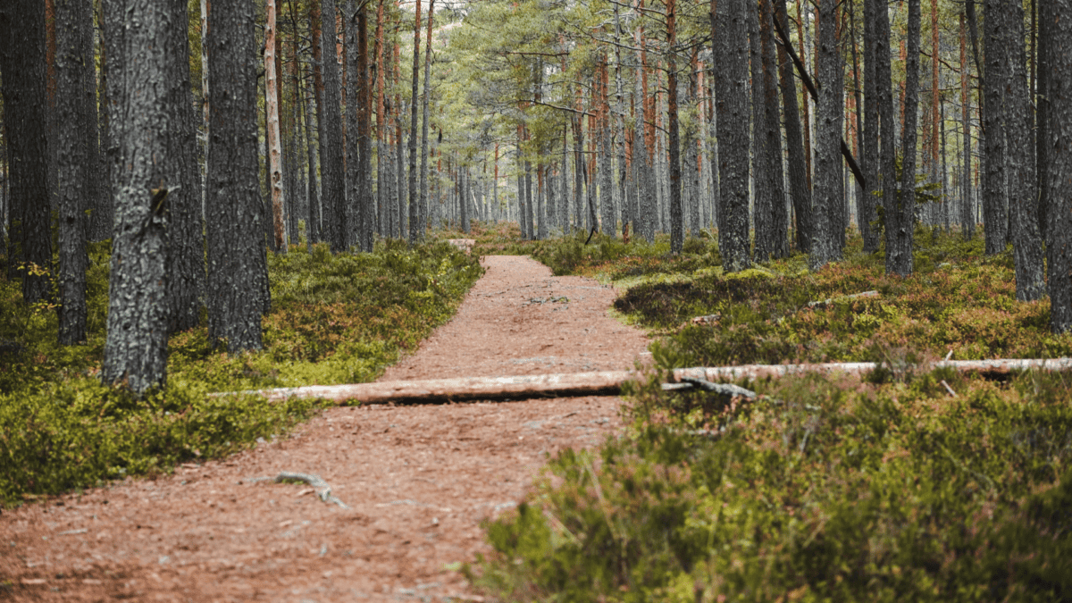 Pathway in forest