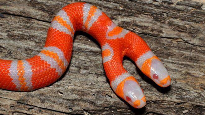 Two headed snake