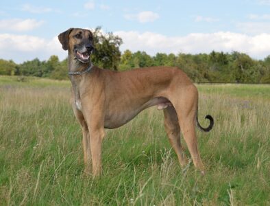 These 10 Unique Dog Breeds Have Truly Surprising Origins
