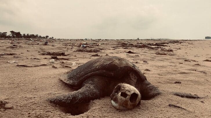 Why and How Marine Life Is Disappearing Faster Than Ever