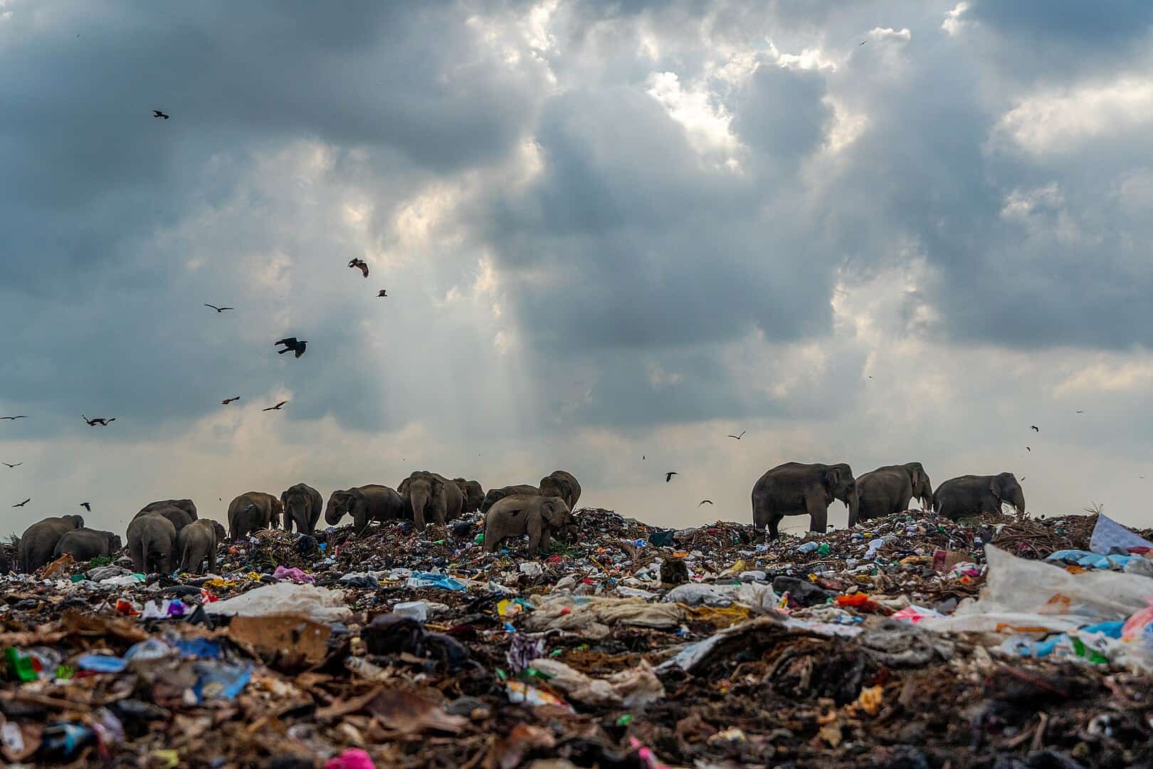 plastic pollution
