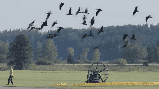 Europe&rsquo;s Endangered Northern Bald Ibis Takes Flight with Human Guidance