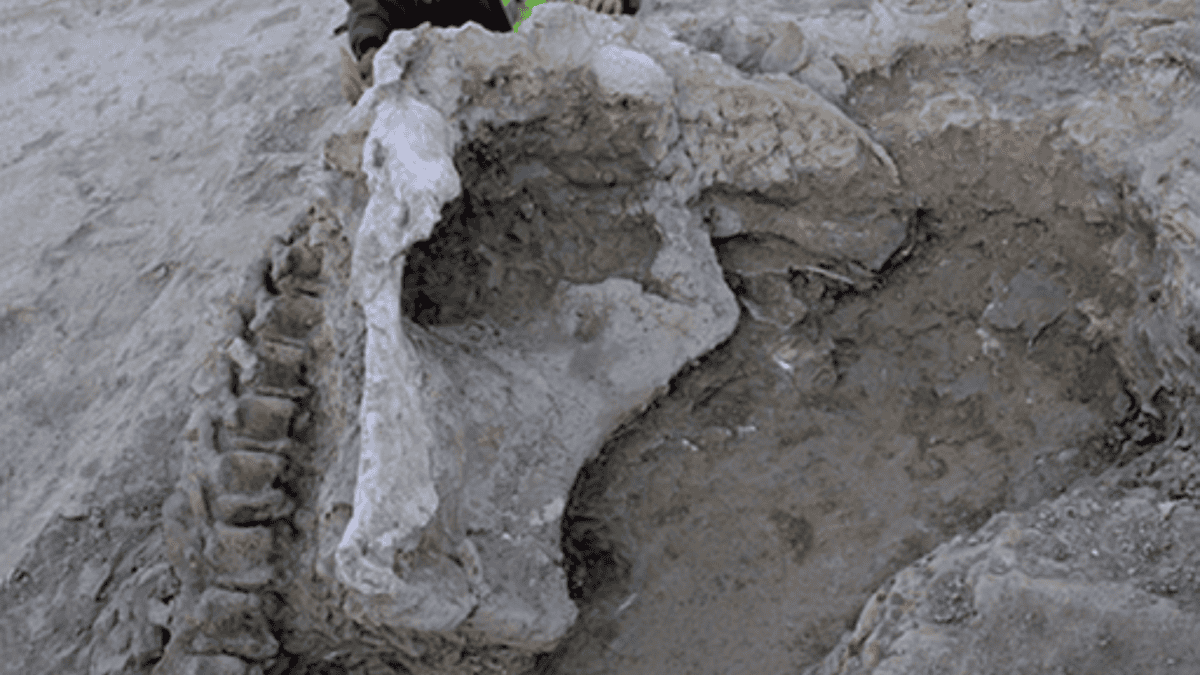 Qunkasaura excavation