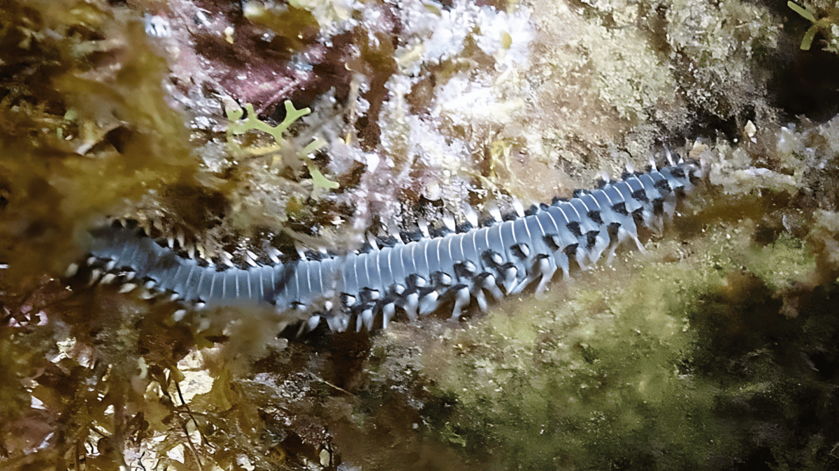 Bearded fireworm crawling around reef
