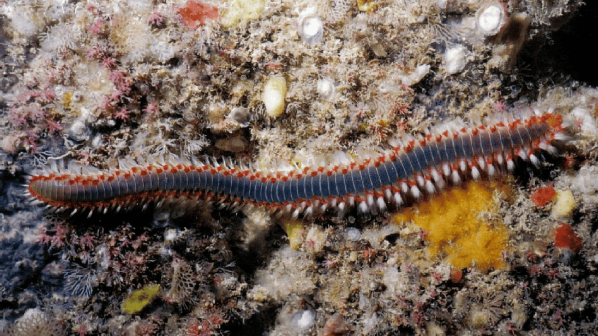 Fireworm exploring the sea