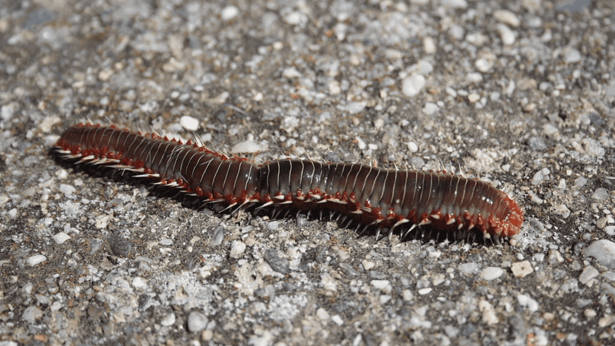 Fireworm on rocks.