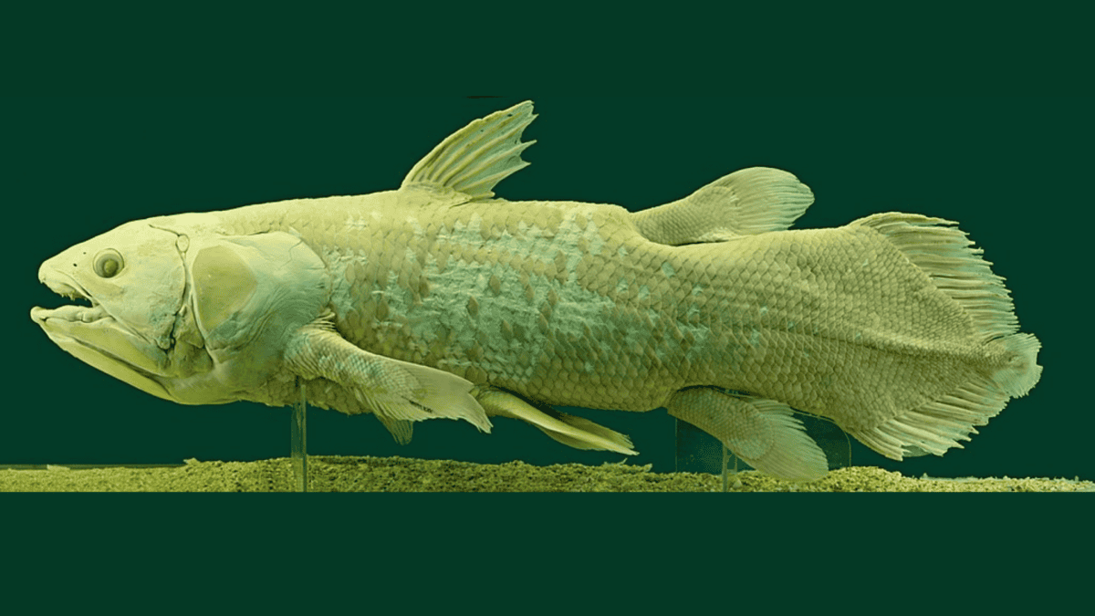 Preserved specimen of chalumnae