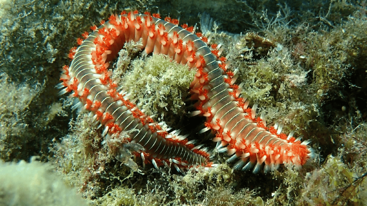 Bearded fireworm (Hermodice carunculata) in Greece.