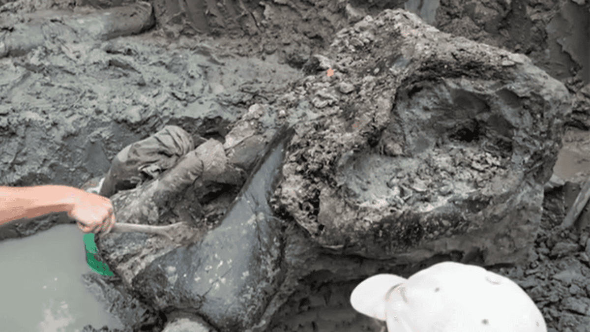 Archeologists digging up the mastodon skull