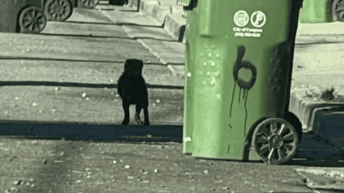 Marley wandering between the trashcans.