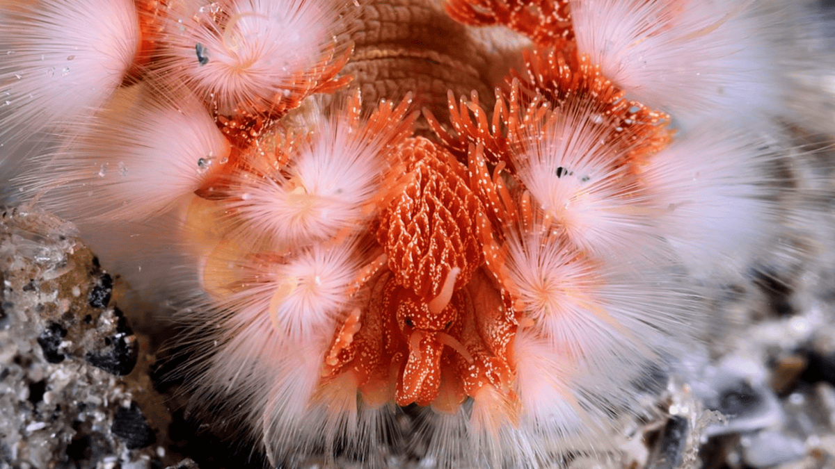 Face of fireworm