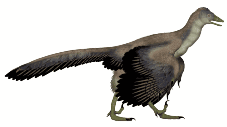 The Bird Fossil That’s Changing the Evolution Timeline