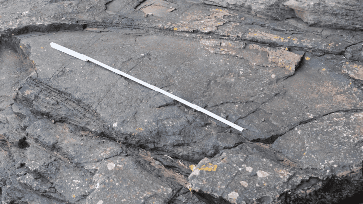 Row of attached branches from oldest forest fossil