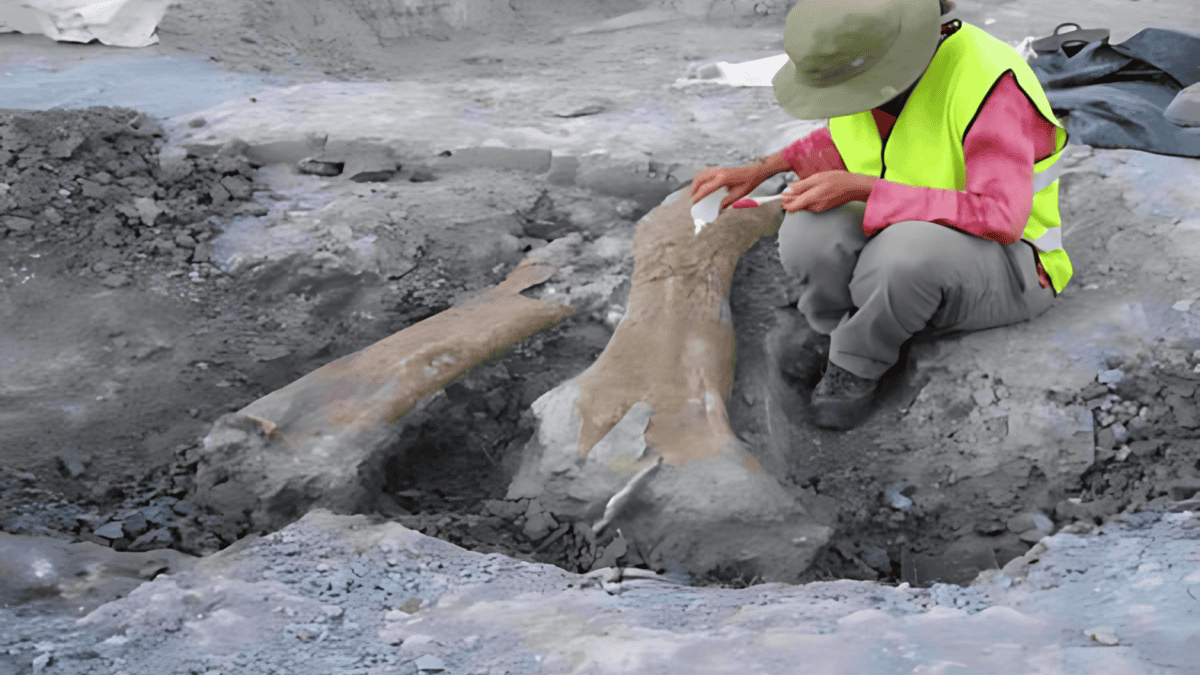 Lo Hueco titanosaur excavation