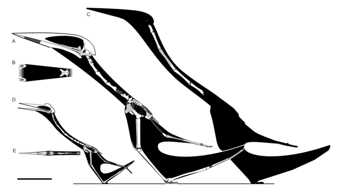 Speculative skeletal reconstructions of Hatzegopteryx sp. and Arambourgiania philadelphiae