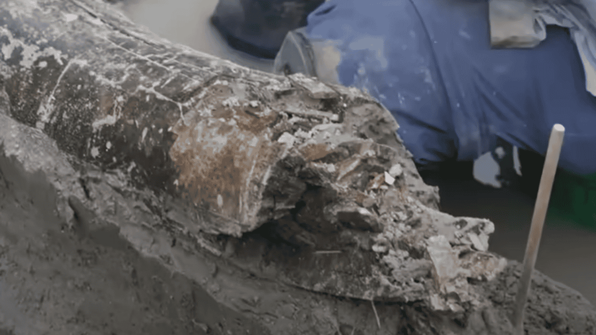 Mastodon tusk